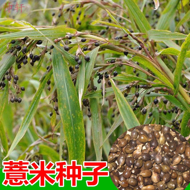 帅轩 薏米种子草珠子薏苡仁种子小薏米籽苡米薏仁米种子 薏米种子250