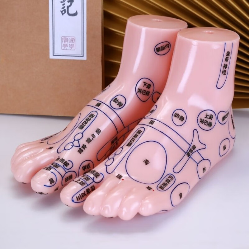 汁寒磐穴位模型人体穴位脚模型足底按摩器足部反射区双足经络模具图足疗 20cm足模一对 送图