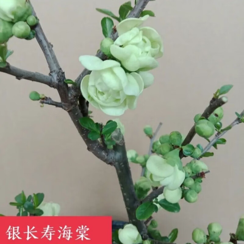 海棠花盆栽四季海棠带花苞复瓣耐寒易活阳台庭院花卉绿植 绿宝石海棠
