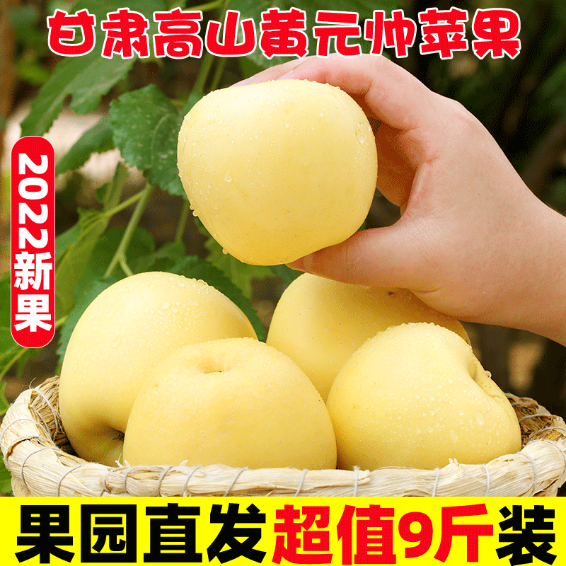 静宁苹果黄元帅新鲜黄金帅宝宝水果黄香蕉应季果 黄元帅带箱10斤75中