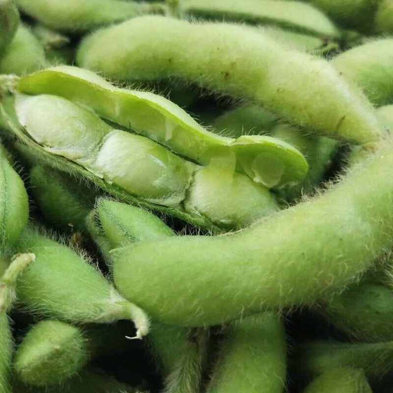 德骊嘉新鲜现摘农家毛豆粒蔬菜毛豆米生青豆粒蔬菜料理去皮毛豆米