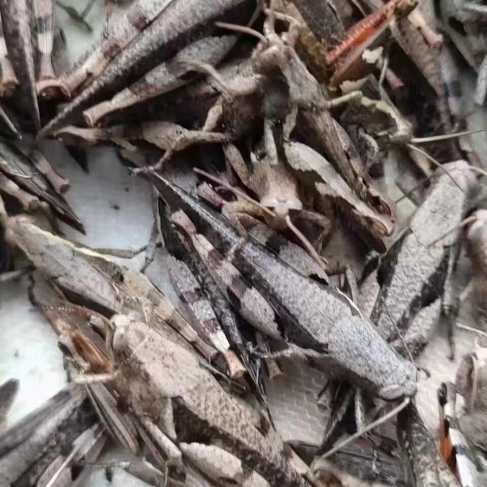 野生花腿蜢,丁蜢,草蜢,琴老蜢,花脚,花画眉鸟食提性 耐养大只花腿50g