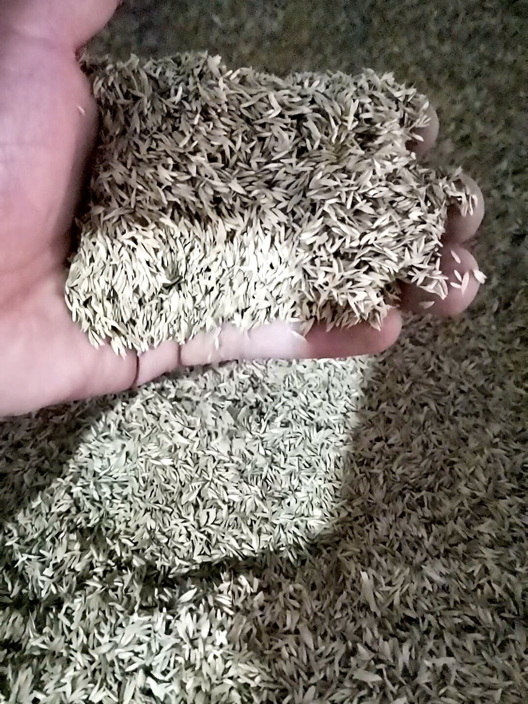 楓隅鸭茅种子牧草种籽抗风沙护坡固土籽 鸭茅种子一斤