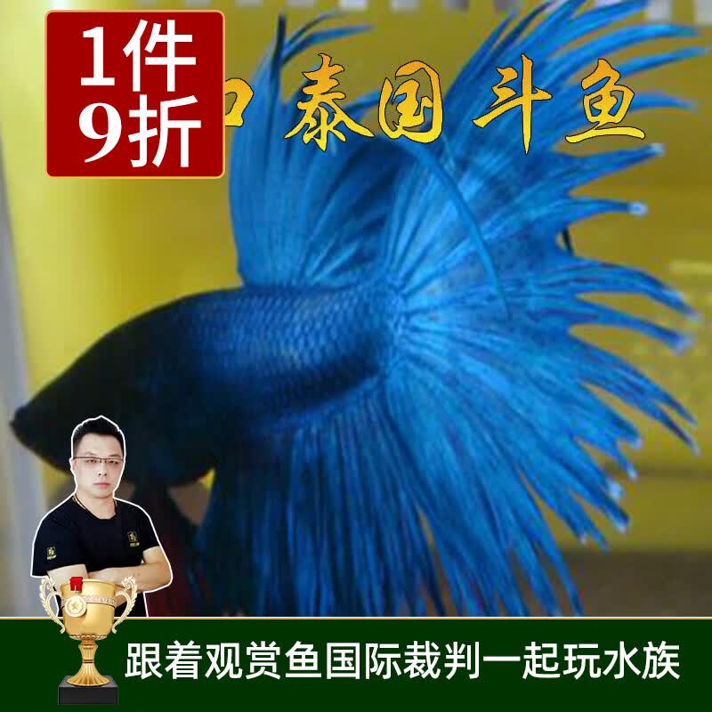 云峰海瑞泰国斗鱼 观赏鱼热带鱼活体小型鱼活体公母斗鱼宠物 冷色系狮王公鱼（颜色随机）1条属于什么档次？