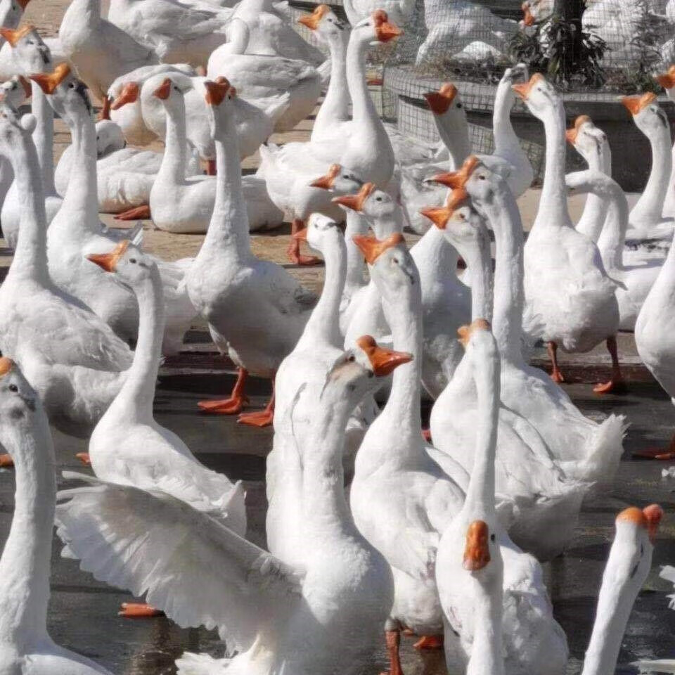 脱温鹅活苗三花鹅四季鹅浙东鹅皖西白鹅大种肉鹅半大鹅一斤大鹅苗 三