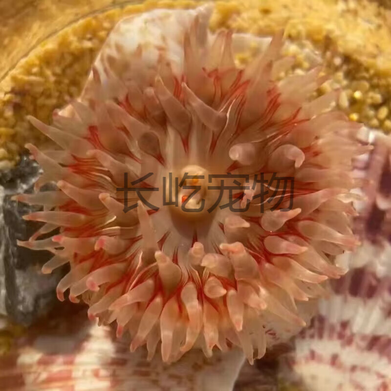 观赏海葵活体软体珊瑚海缸宠物造景海洋生物荧光粉点海葵小丑鱼共 粉海葵5cm左右一个