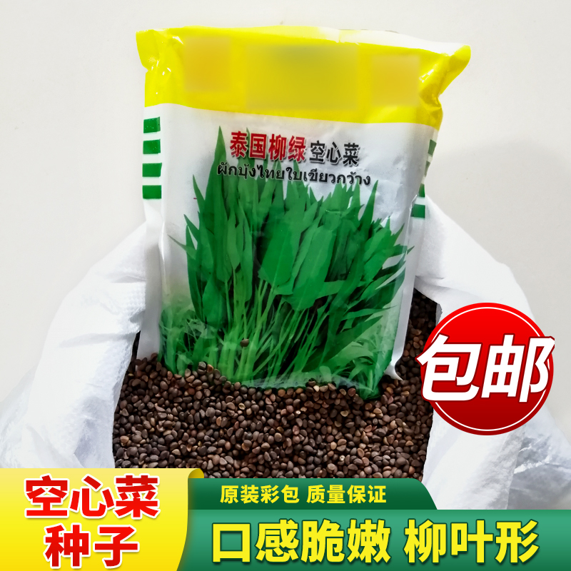 京丰泰国进口柳叶空心菜竹叶细叶耐热耐病四季播种空心菜芽苗菜种籽