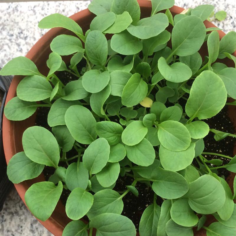 菜籽种子苏州青油菜四季蔬菜冬季盆栽阳台春秋冬现在种 鸡毛菜20克