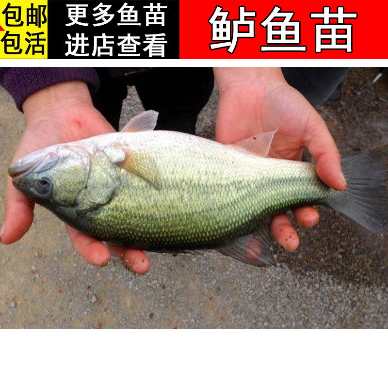 鲈鱼 路亚 加州大口黑鲈鱼 三两半斤 大 批发淡水鱼 5-9cm鲈鱼30条