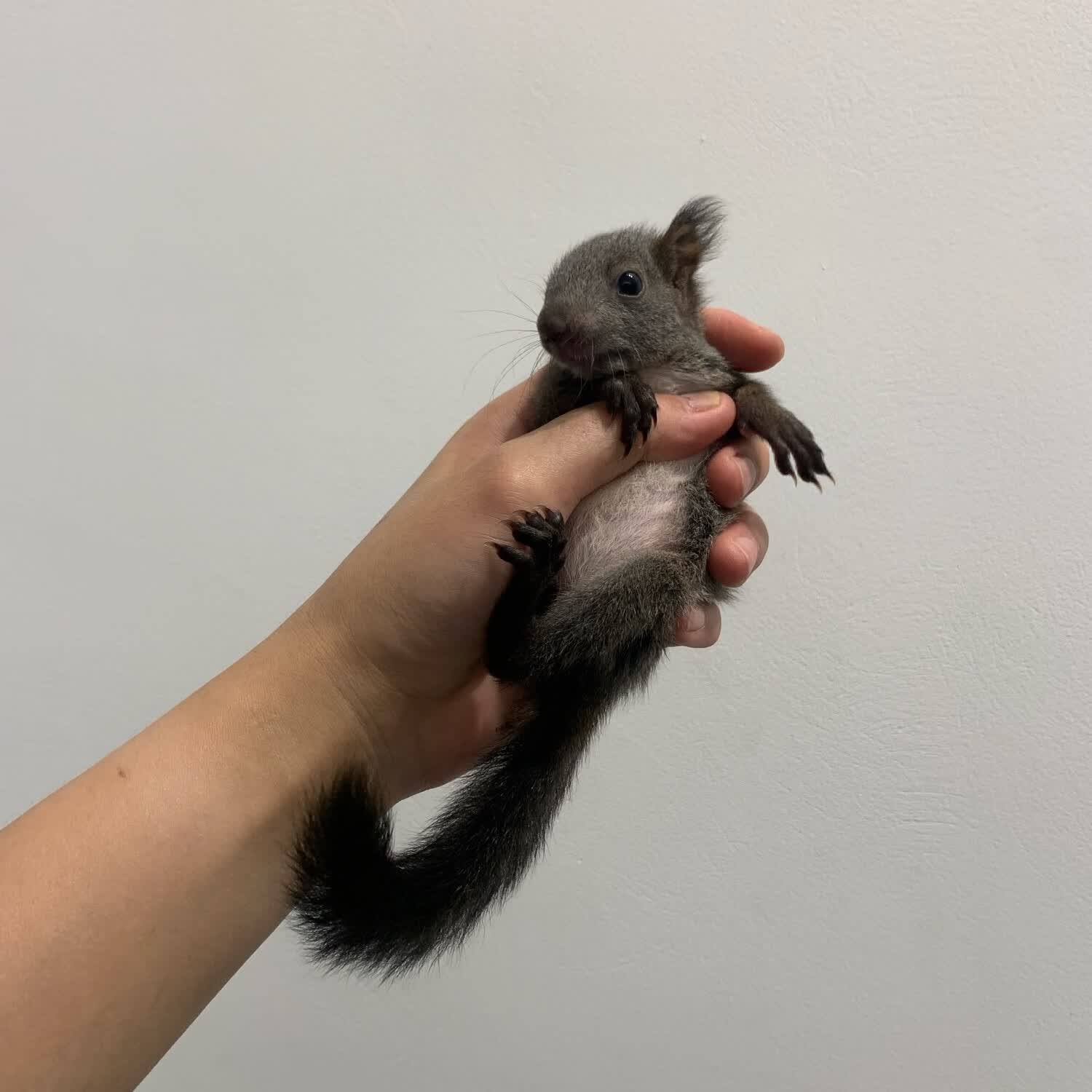 头窝魔王松鼠幼崽宠物松鼠幼体活体宠物松鼠红魔王三色魔王极品色 普