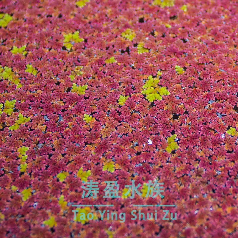 星孟汐鱼缸浮萍水草造景活体植物微景观净化水质水芙蓉芝麻萍莲花