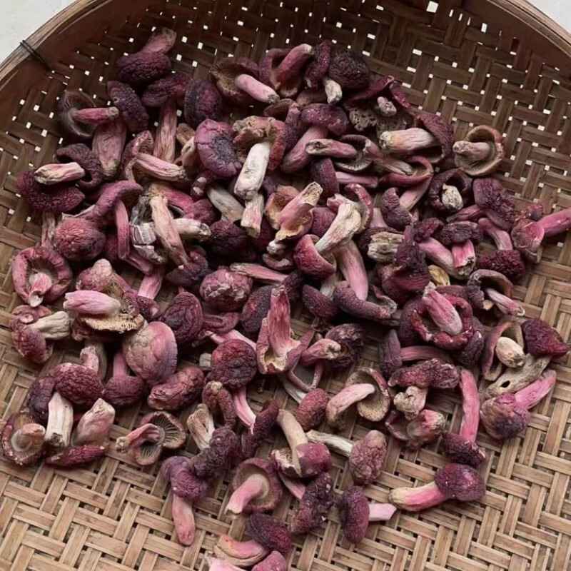 食怀广西梧州藤县正宗红菇红蘑菇红椎菌月子菌特产菌 精选未开菇100克