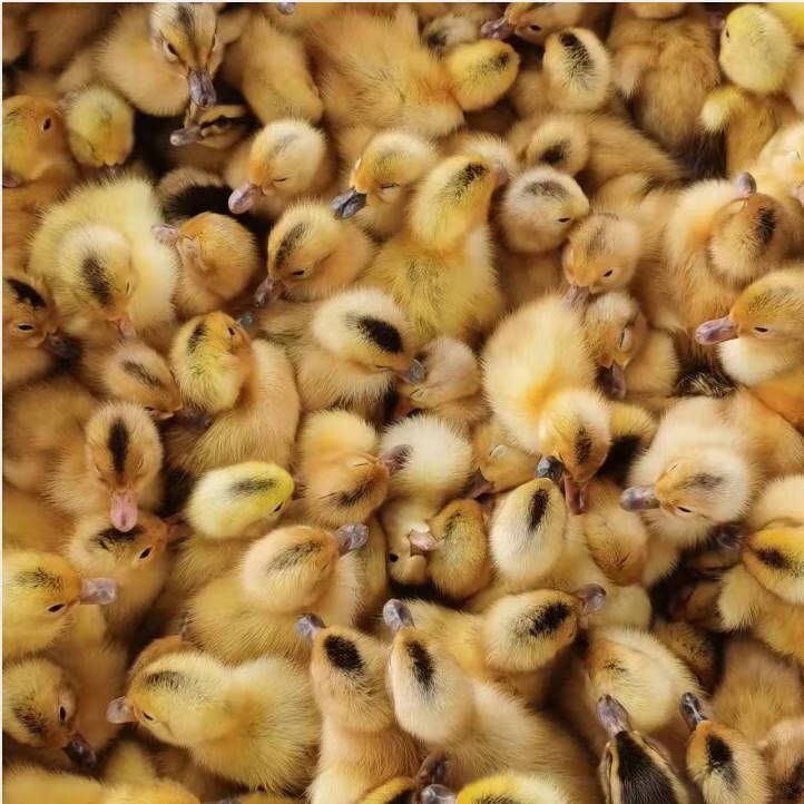 穗桓小鸭苗金定鸭苗大麻鸭小黄鸭江南二号鸭苗幼苗仔鸭雏 黄鸭苗 10只