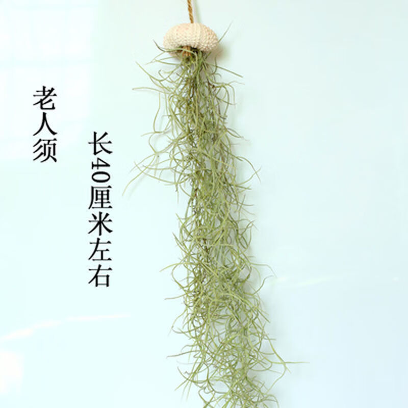 空气凤梨老人须松萝吊兰空气草垂吊植物居家办公室吸甲醛 小贝壳 60克