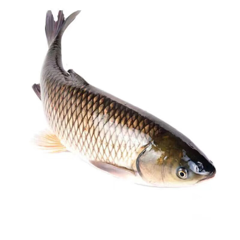 草鱼淡水鱼生态鲜活草鱼草混子大青鱼活鱼整条现杀 五斤大草鱼