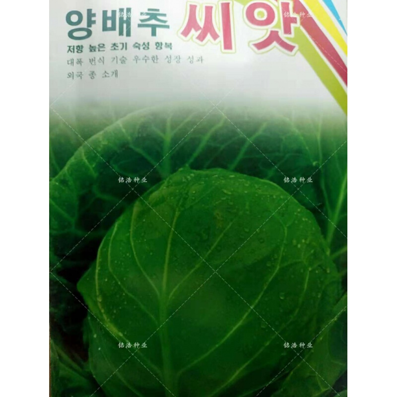 春枝韵甘蓝种子卷心子包心菜包子包子大头子农家 绿霸原装2000粒