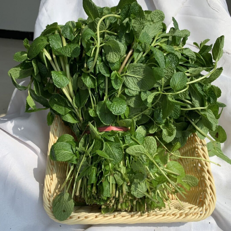 新韭菜根食用藿香叶菜新鲜蔬菜250g河南藿香苗 五香叶苗 十香菜苗荆芥