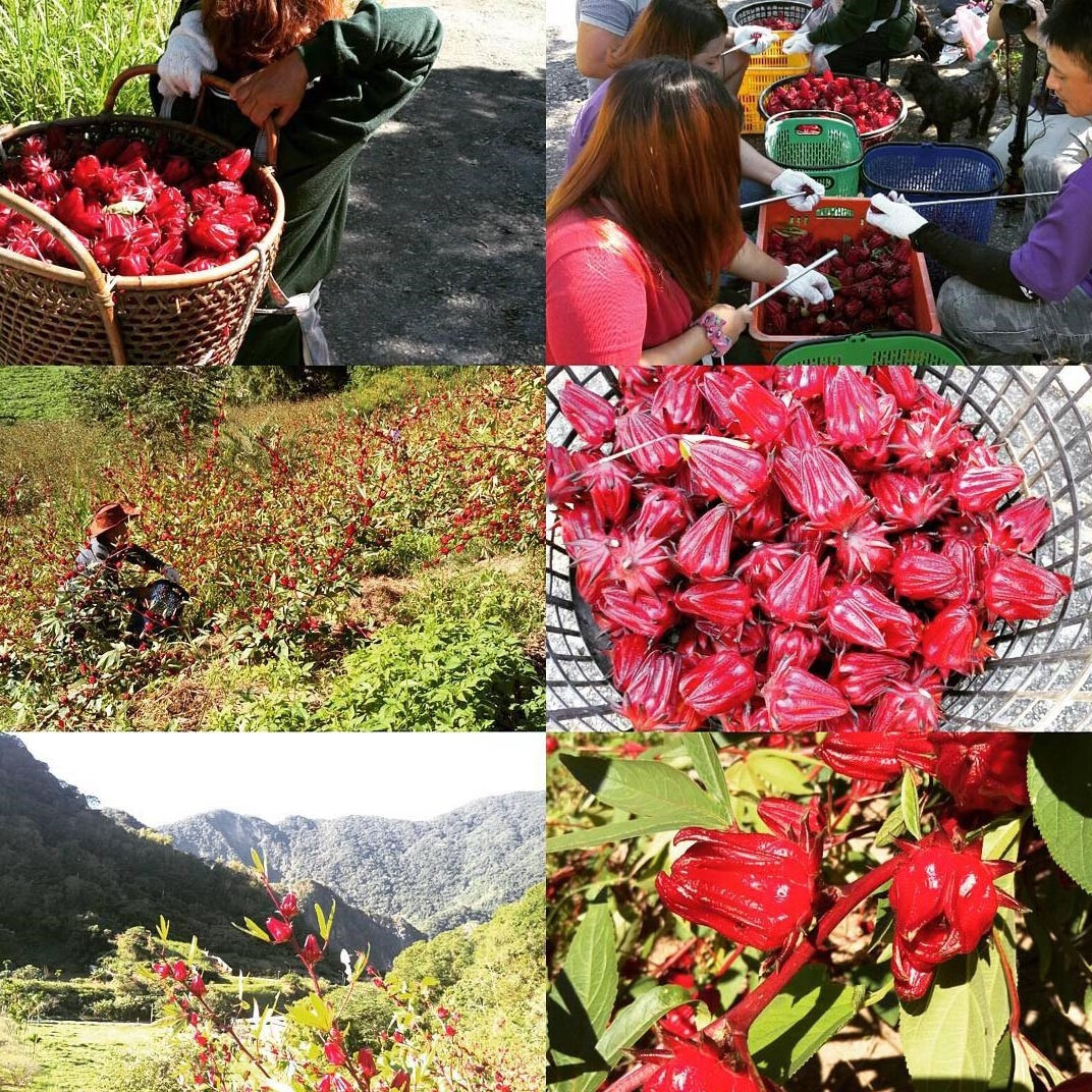 芗苒红桃k种苗泡酒苗子用种子花酒花茶广西野生果苗用种籽 红桃k种子