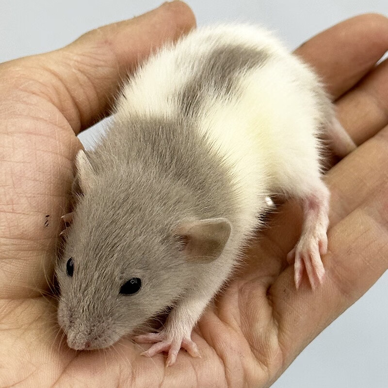 double yellow花枝鼠活体幼崽家养温顺高智商小型宠物鼠活物可爱亲人