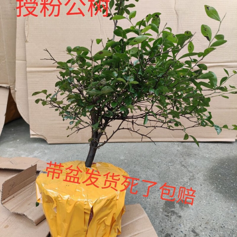 金弹子苗 观果苗 金蛋子盆景苗四川金单弹子树苗盆景老鸦柿金豆 授粉