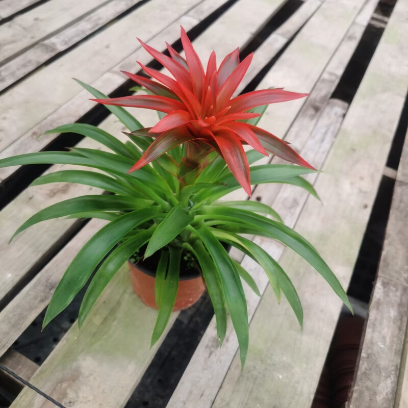 【精选绿植】鸿运当头盆栽室内凤梨花绿植四季开花红星吸甲醛净化空气