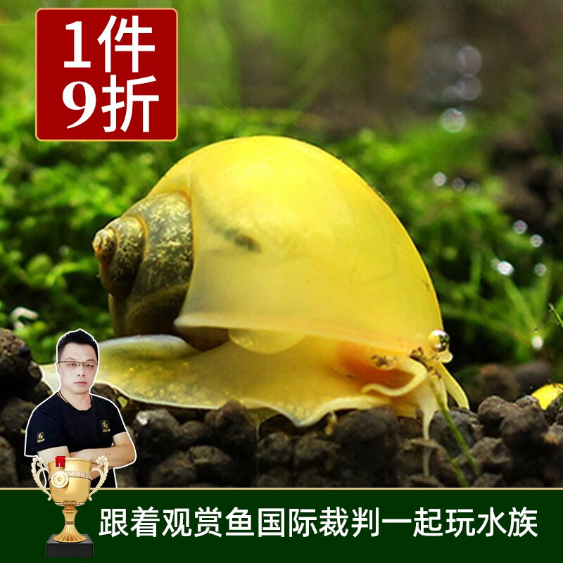 云峰海瑞 观赏螺水族活体缸壁除藻螺鱼缸除藻清淤活化床底 黄金螺5只怎么看?
