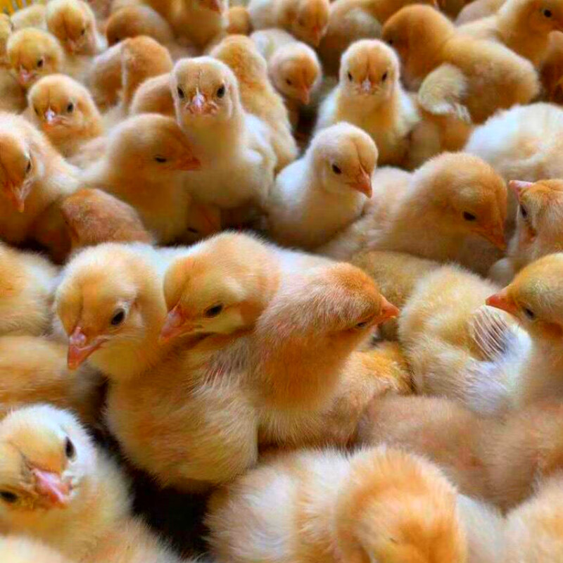 【】三黄鸡活苗快大肉鸡苗出壳洋鸡小鸡苗活体九斤黄鸡雏(30只起 三黄