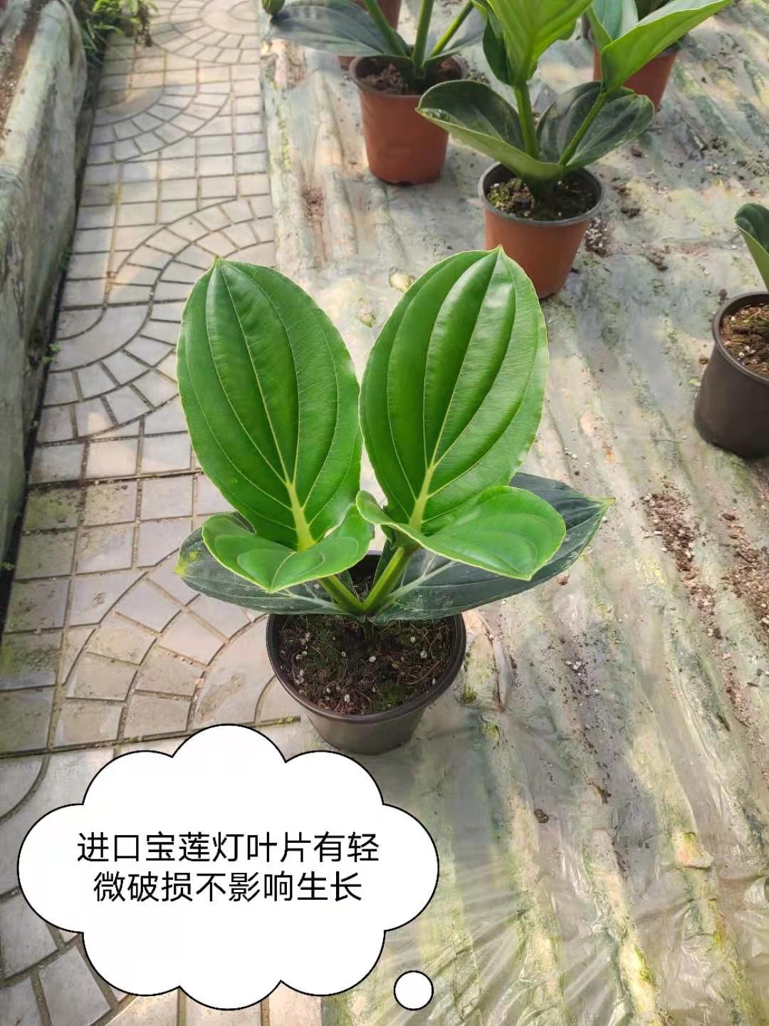 采缇(caiti)荷兰进口宝莲灯花苗盆栽 开花植物室内阳台植物 含盆 玫
