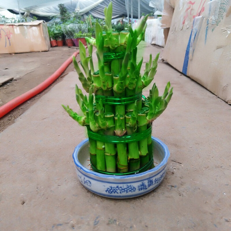 花友节节高富贵竹塔水培水养植物盆栽竹子观音竹发财富贵竹宝塔竹