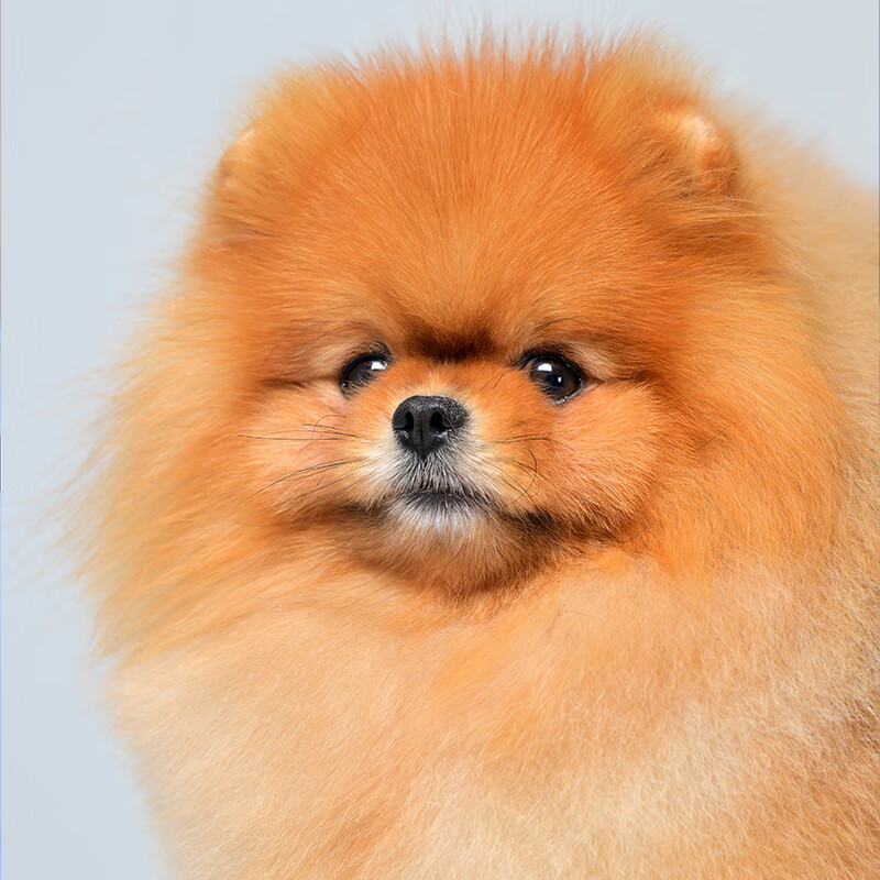 别恙宠北京纯种博美幼犬血统级赛级cku犬舍公母哈多利球形雕色白色