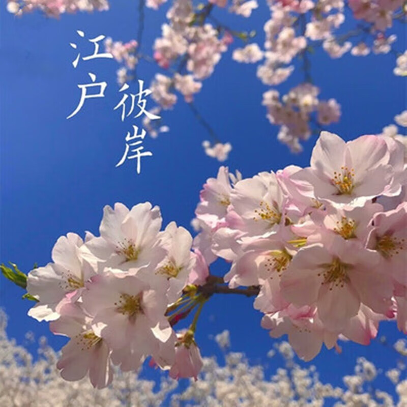 江户彼岸樱3公分粗当年开花