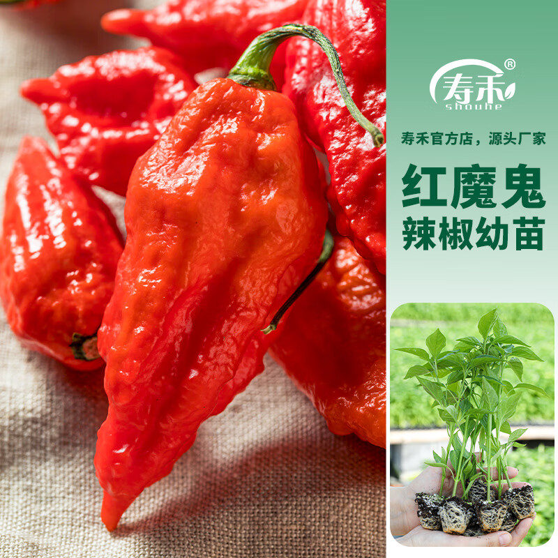 带土发货活苗批发特辣辣椒秧苗四季种植寿光果蔬苗 红魔鬼辣椒苗 6棵