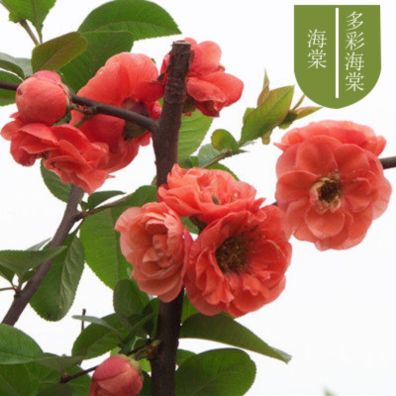 花苗花卉盆栽盆景老桩室内外观花绿植物庭院阳台四季开花 多彩海棠 4