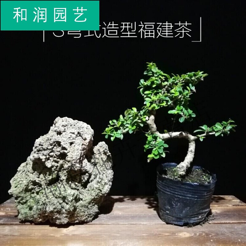 老桩茶树室内办公室桌面假山造型植物盆栽悬崖造型 s弯福建茶20-30cm