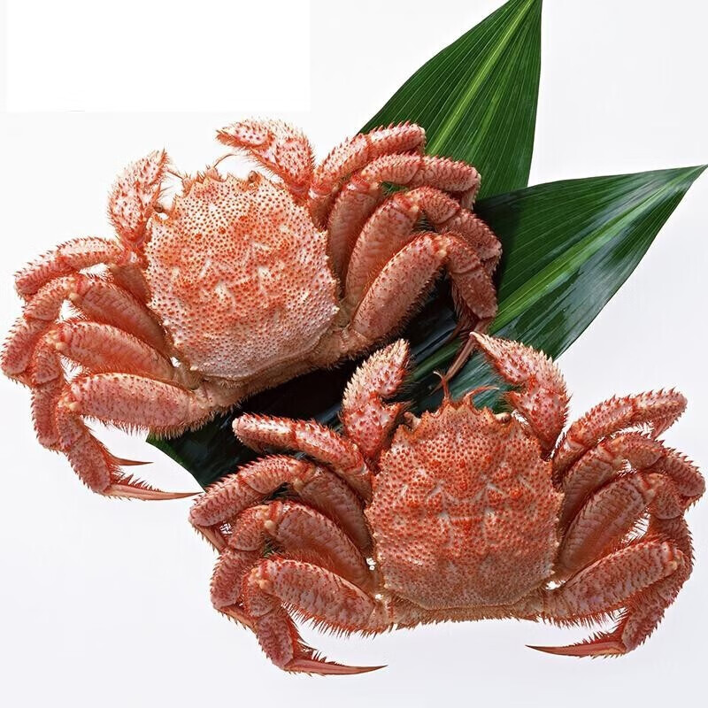 【活鲜】鲜活 红毛蟹 大螃蟹 活发 海鲜水产 2.0-2.3斤/1只