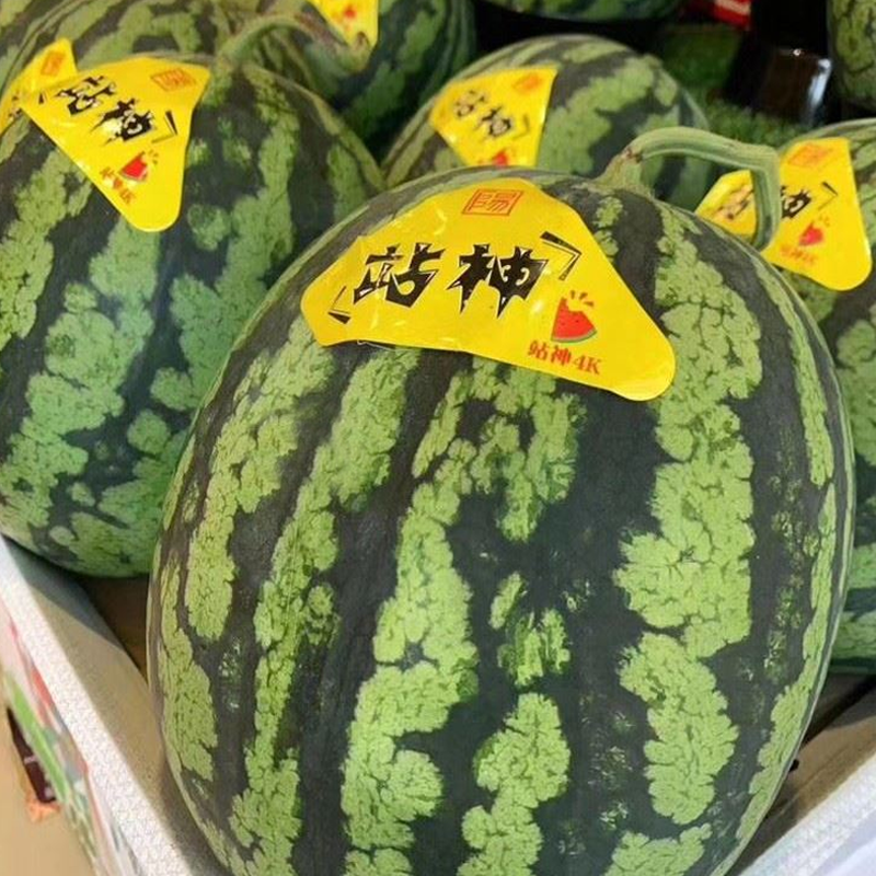 战神西瓜麒麟瓜无籽超甜西瓜礼盒日本引种顺丰发货 1颗装甘美4k西瓜