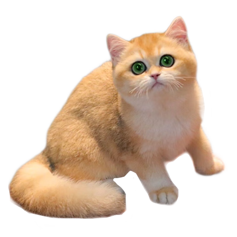 ���贿��Ӣ�̽𽥲���è����èСè�����è��������� ���Ｖ ĸ 980Ԫ��5��(��196Ԫ/��)