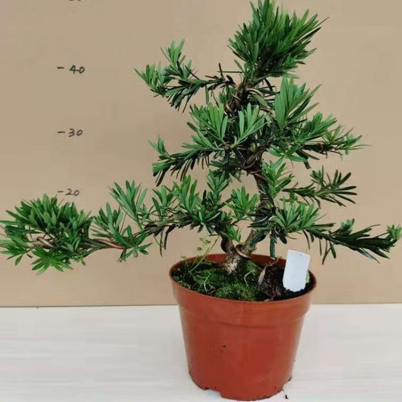 元井 造型盆景老桩罗汉舌米叶罗汉松盆景大小苗造型小罗汉松 罗汉松圆