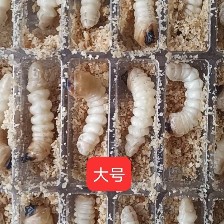 谧鹿【官方店旗舰】柴虫大头活体虫贵州野生松树虫专用体性壮膘天牛