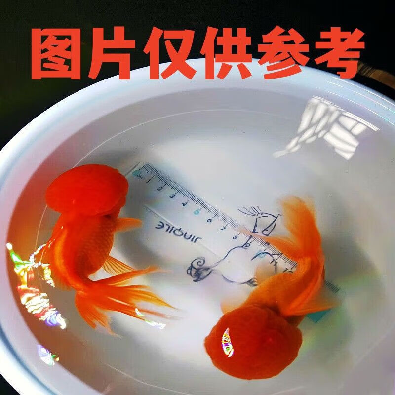 墨一冷水观赏鱼小金鱼好养耐活小鱼养不死自来水活鱼锦鲤宠物大 红狮