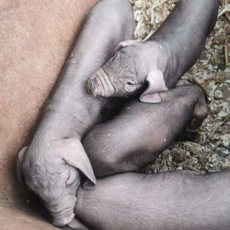 kjhgf太湖母猪纯种太湖母猪原种高产母猪活猪仔猪崽黑猪梅山猪二花脸