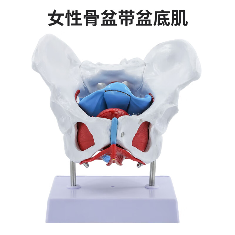 女性骨盆生殖解剖模型 女性盆腔结构 膀胱盆底肌肉康复 教学医学 女性