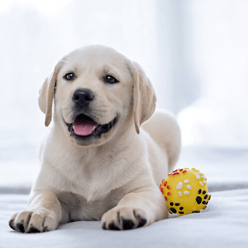 采缇纯种拉布拉多幼犬活体纯种宠物狗狗拉布拉多导盲犬小Q黑色白色 宠物级  奶白色SSS级 公属于什么档次？