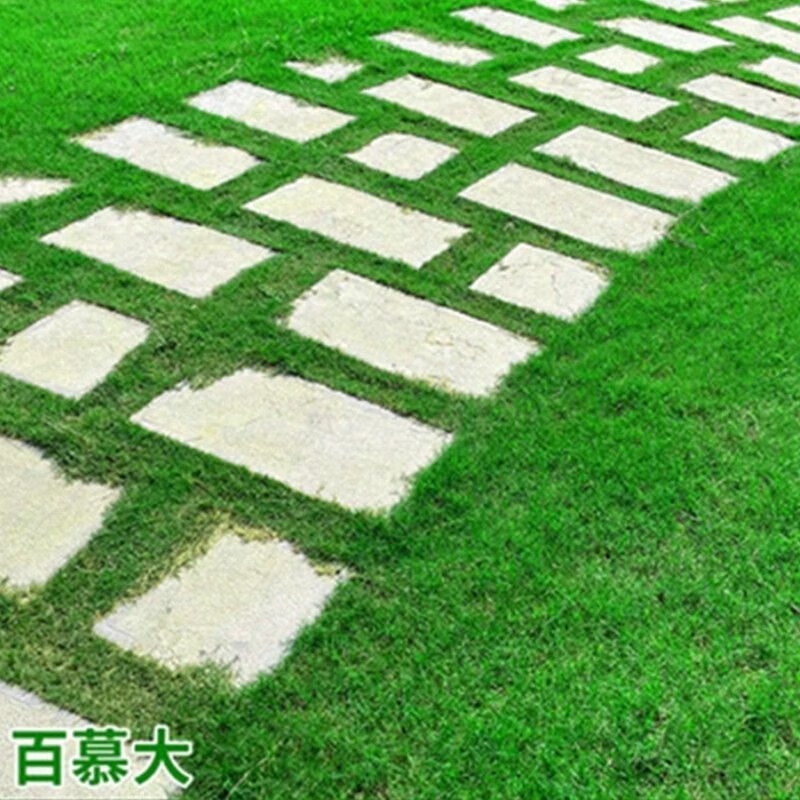 mengyun)矮生百慕大种籽四季常青耐踩踏绿化草种子孑耐旱免修庭院草坪