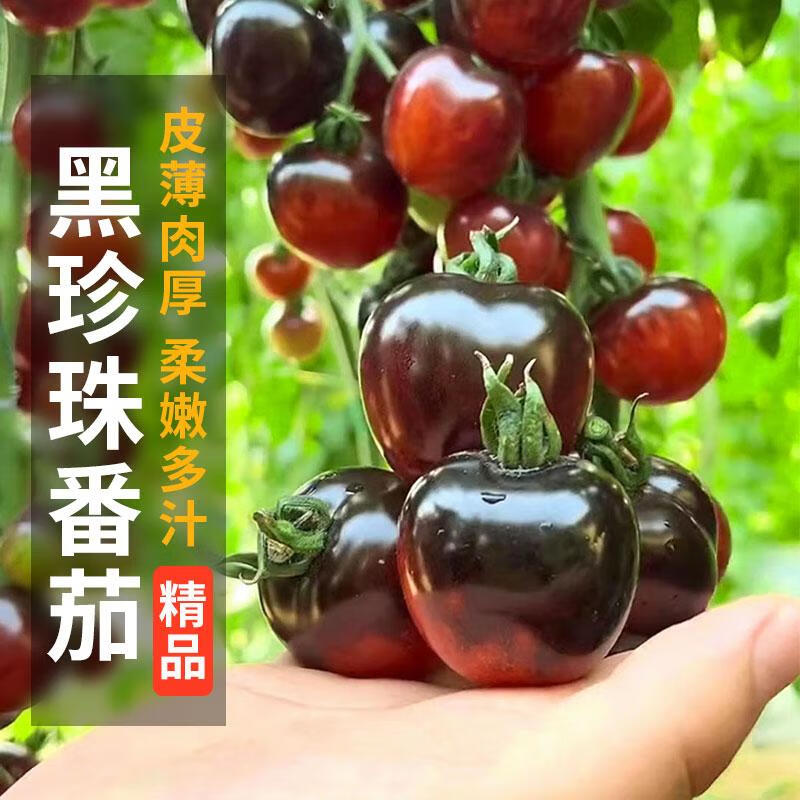 禾之润黑珍珠樱桃番茄种子四季阳台盆栽易种植黑宝石番茄水果型蔬菜