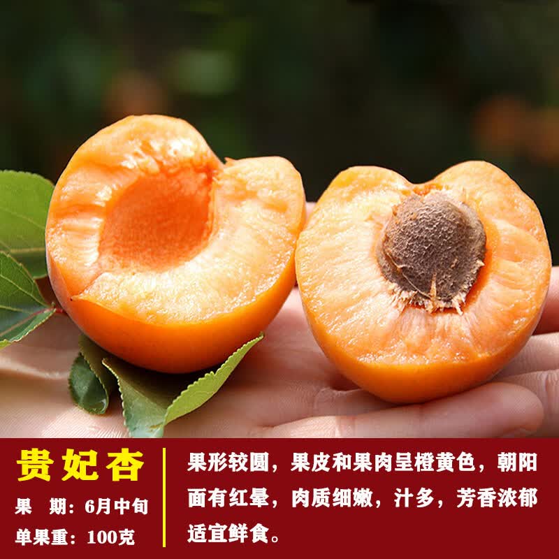 含语彤 杏树苗新品种蜜香白杏子苗嫁接特大早熟杏子树苗杏树当年结果