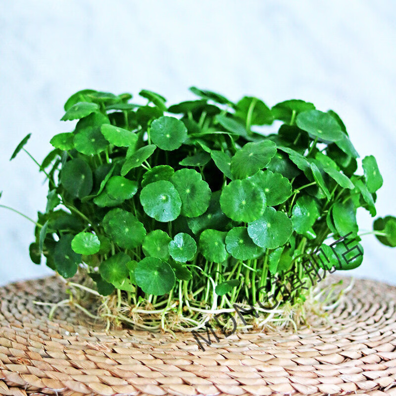 mdng带叶铜钱草水培植物办公室内盆栽客厅桌面绿植花卉趣味水养金钱草