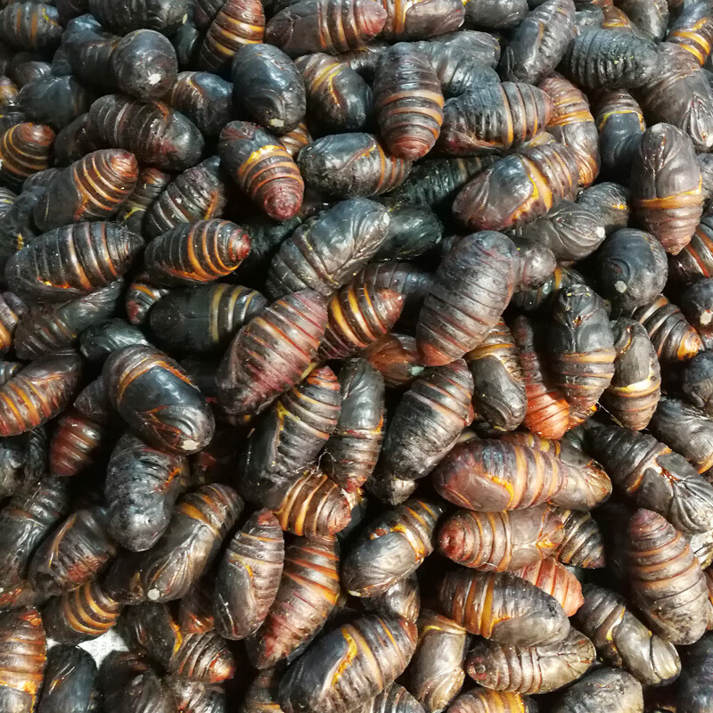 宜享健康顺丰东北特产柞蚕蛹新鲜活蚕蛹大黑蚕蛹级大茧蛹个大斤