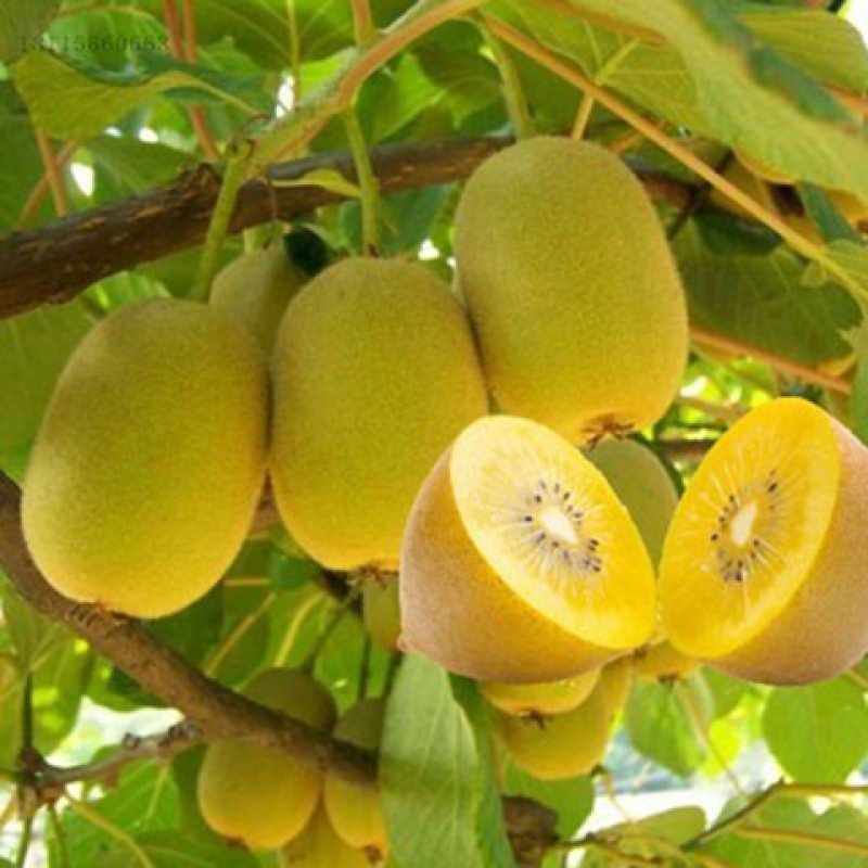 绿达花红心猕猴桃果树苗盆栽嫁接苗黄心弥猴桃树苗当年结果楚红弥猴桃