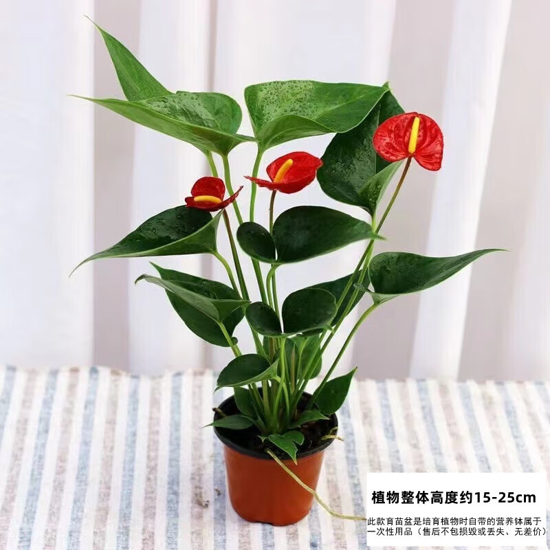 京佳乐水培红掌白掌盆栽风顺花卉植物室内好养绿植鸿运当头四季开花